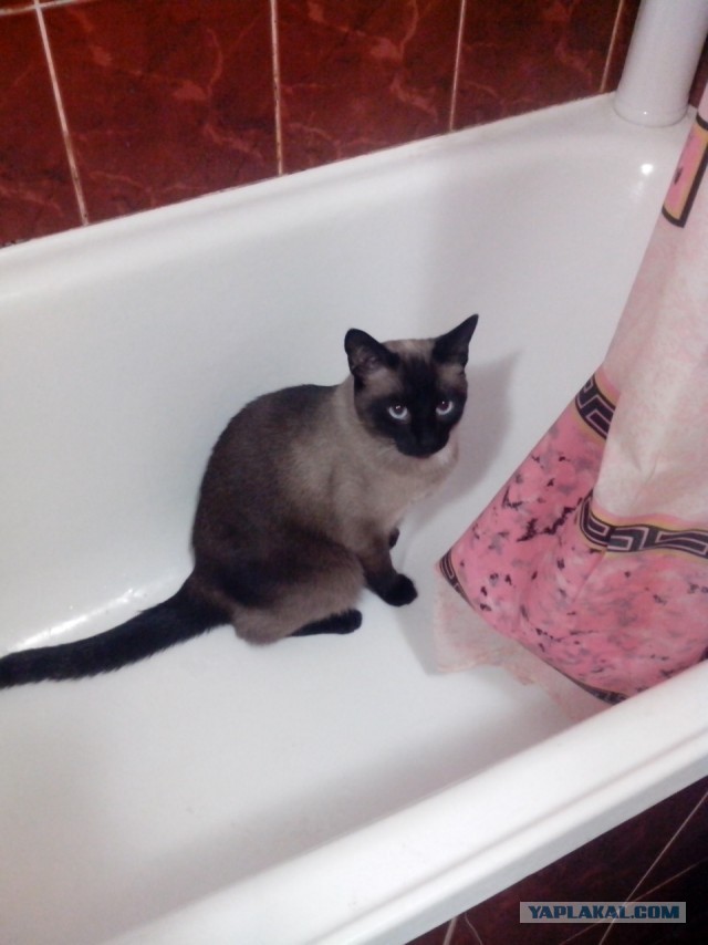 Котовторник 14.07.2015
