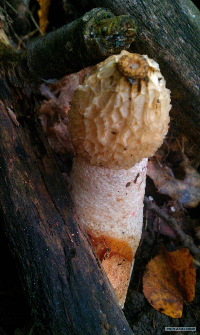 Золотая осень