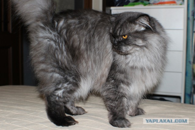 Котовторник