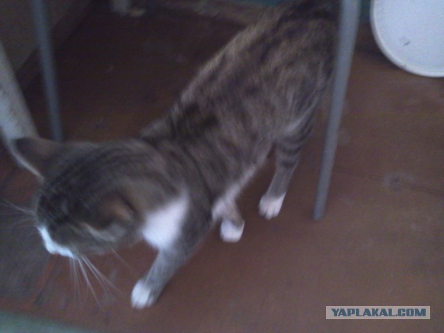 Котовторник 15-09-2015 !