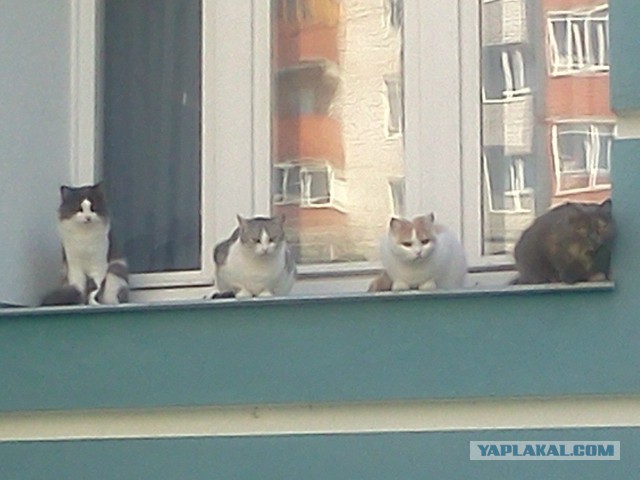 Выставка кошек в Сокольниках
