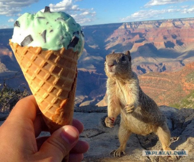 Подборка картинок ...
