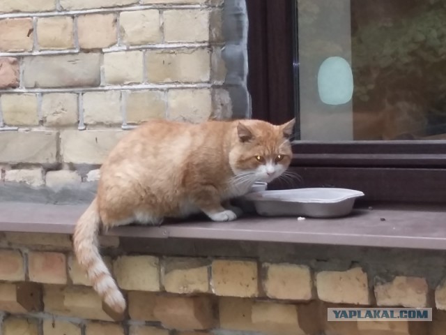 10 брутальных уличных котов