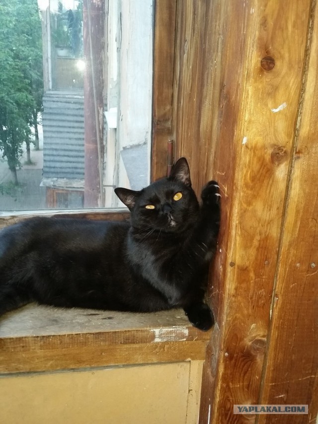 Котовторник 18.10.2016