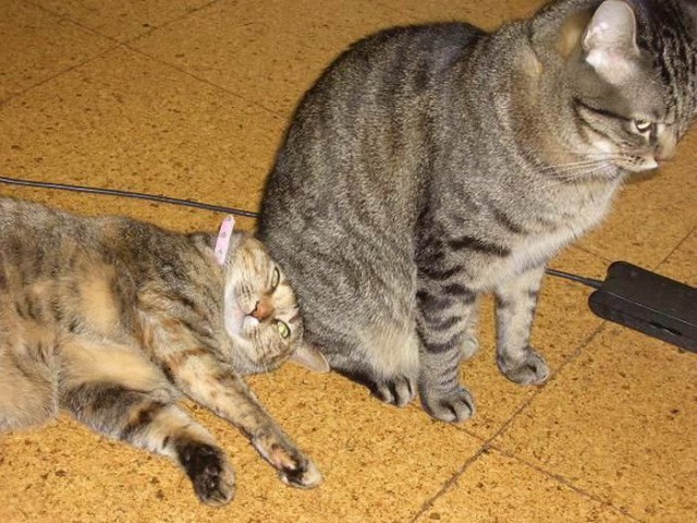 Котовторник 24.01.2017