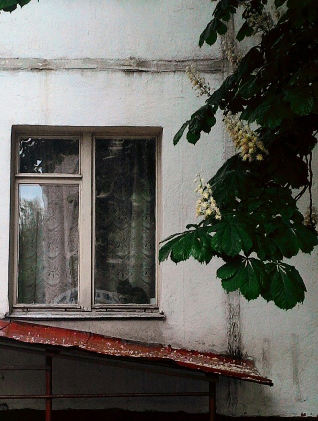 Котовторник  14.02.2017