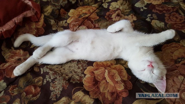 Котовторник 30.05.2017