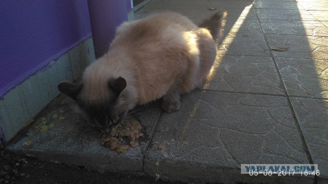 Котовторник  15.08.2017