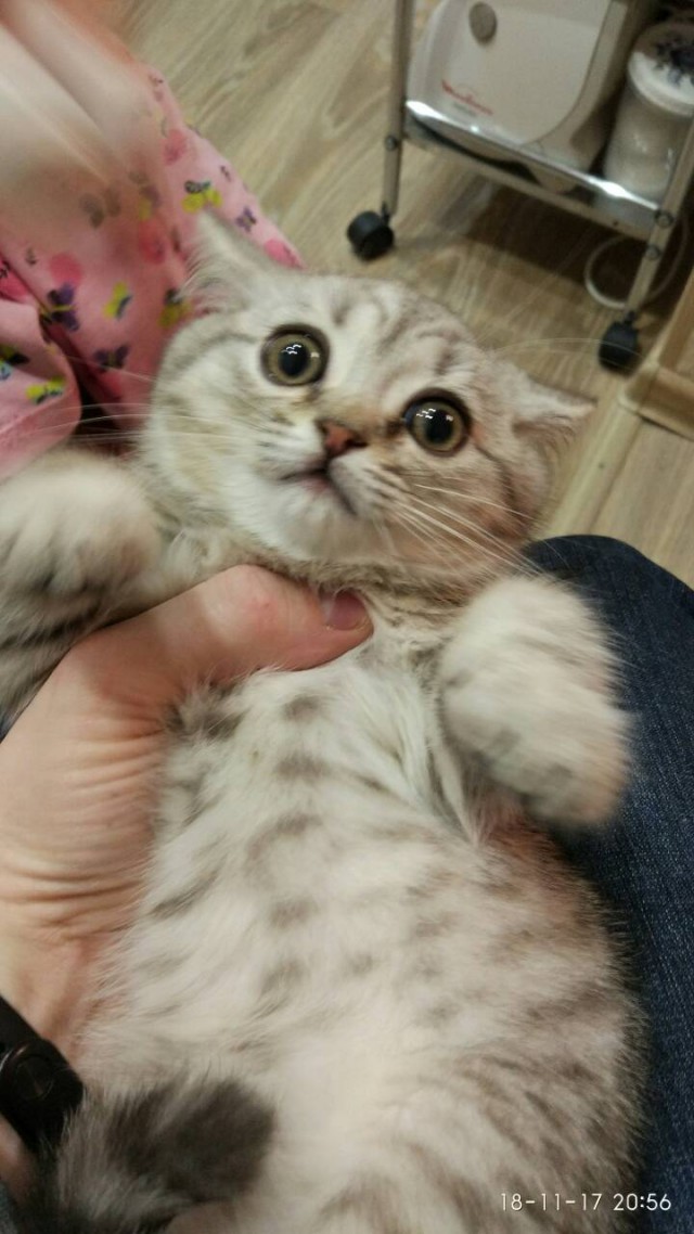 Котовторник