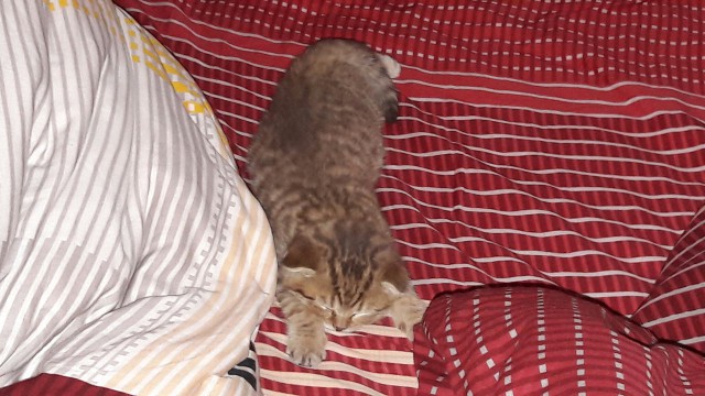 Котовторник 9.01.2018