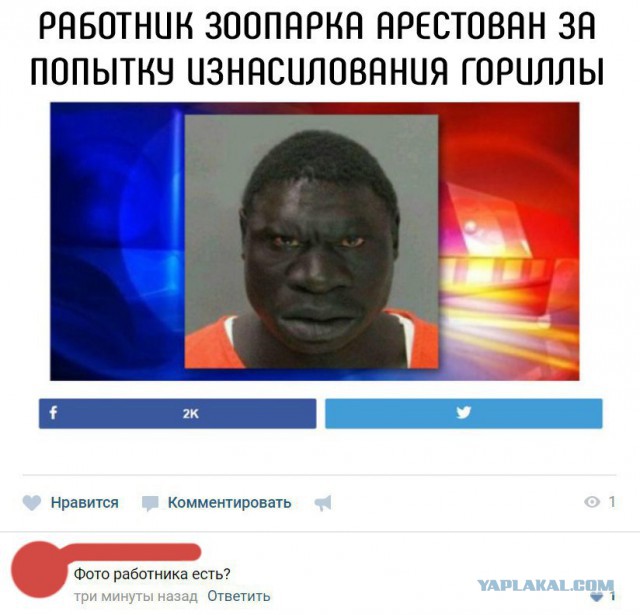Работник зоопарка арестован за попытку изнасилования гориллы
