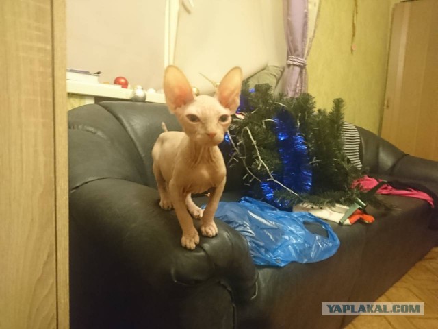 Котовторник 27.02.2018 наступил!