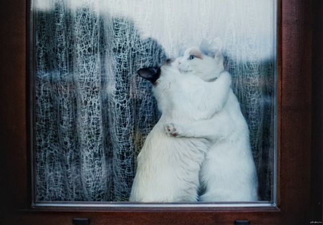 Кот без прикрас