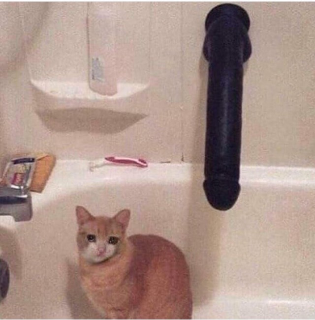 Котовторник 19.06.2018