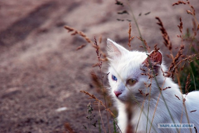 Котовторник на ЯПлакалъ 08.07.2008