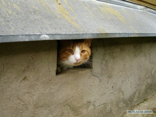 Рыжий котовторник на ЯПлакал!, Смотрим  и добавляем!