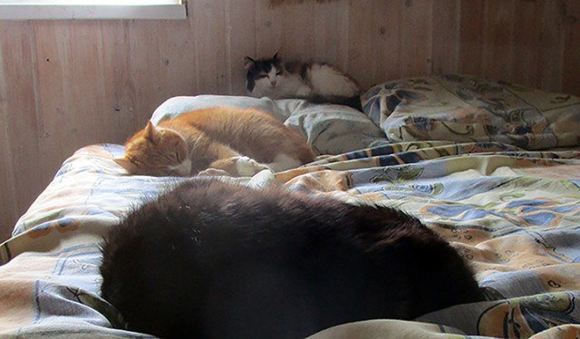 Котовторник 07.08.2018