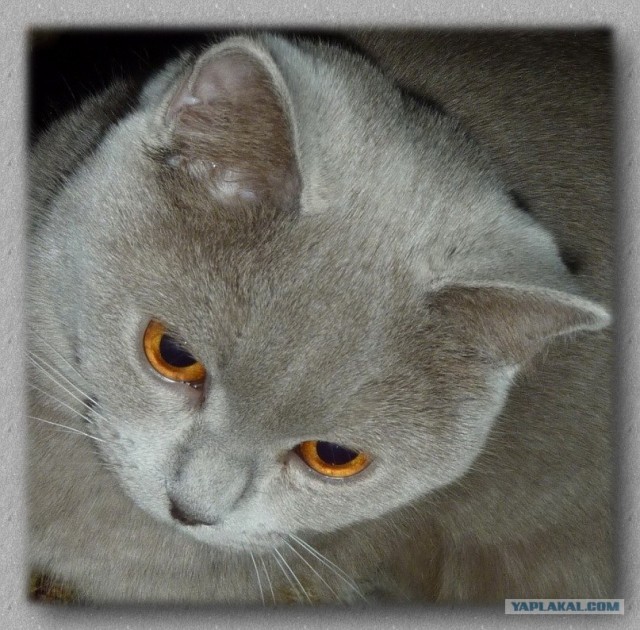 Котейкин вторник! Космический 12.04!