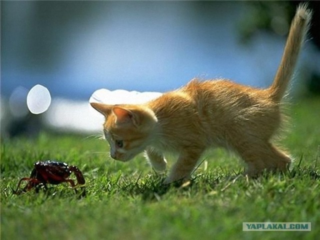 Котовторник