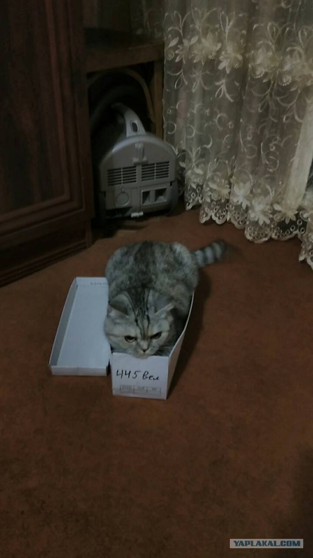 Домик для кота