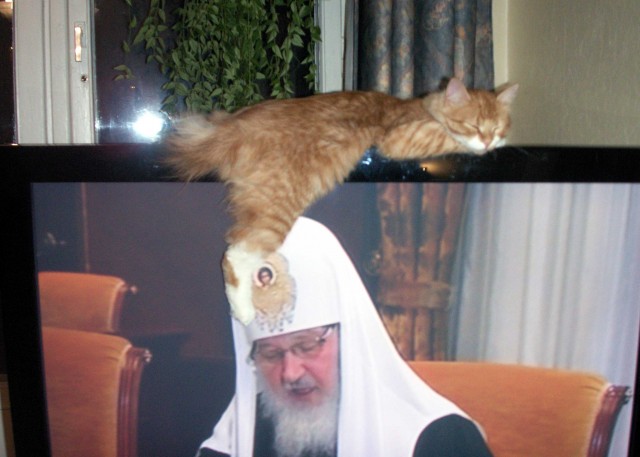 Котовторник 1.11.11