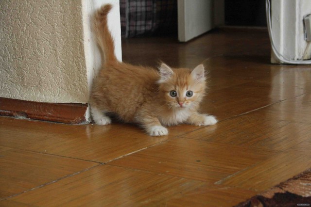 Котовторник!