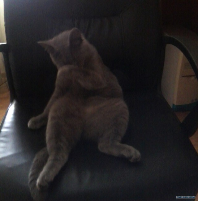 Котовторник 20.12.2011