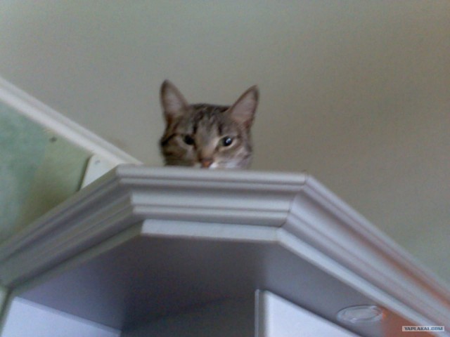 Котовторник (28.02.2012)