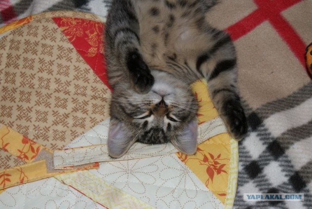 КОТОВТОРНИК (6.03.2012)