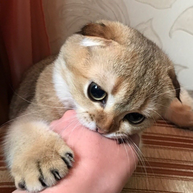 Немного милоты