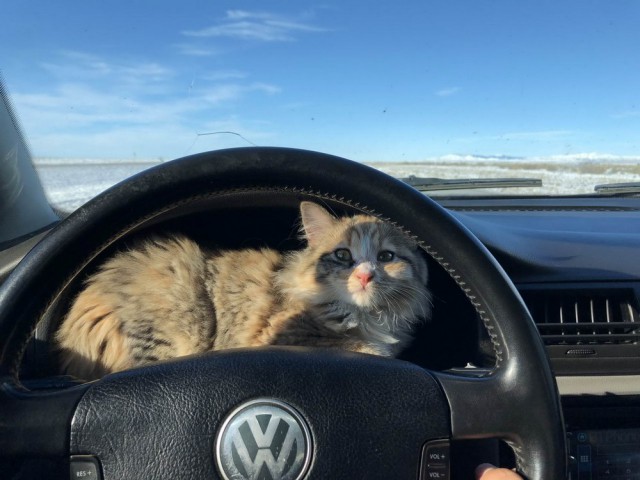 Прикольных котов пост