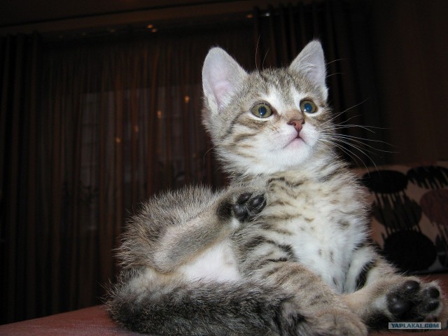 Котовторник 10.04.2012