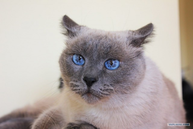 Котовторник 24.04.2012