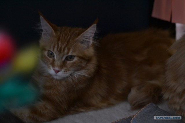 Котовторник   5.06.2012
