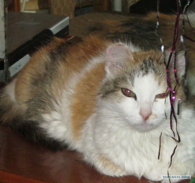 Новогодний Котовторник 01.01.2013