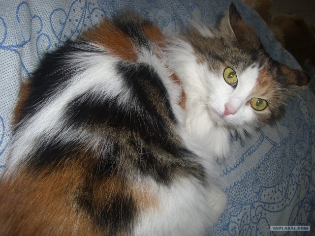 Котовторник 19.02.2013