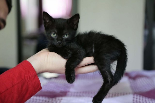 Хозяева нашли эту кошечку по объявлению и целый год боролись за её жизнь. Выросла настоящая красотка