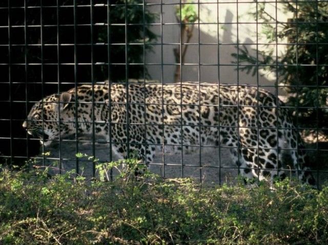 Дикий котовторник