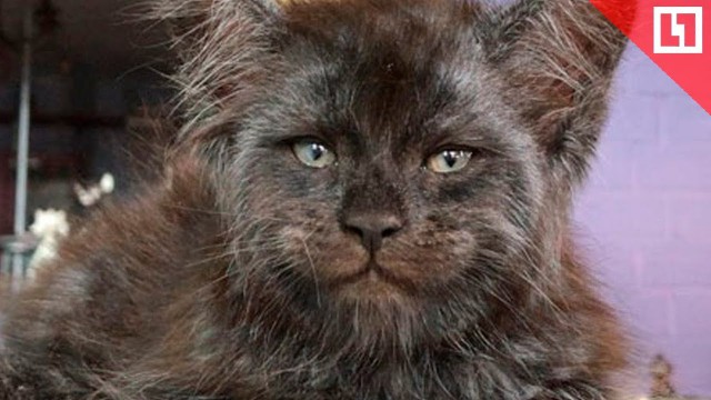Картинки с котами и про котов