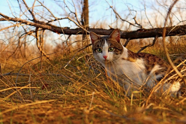 Красная тапочка