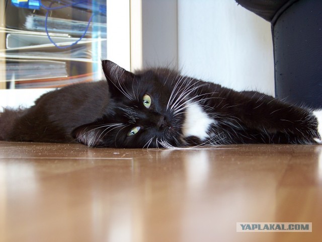 Paзнoвиднocти тьмы