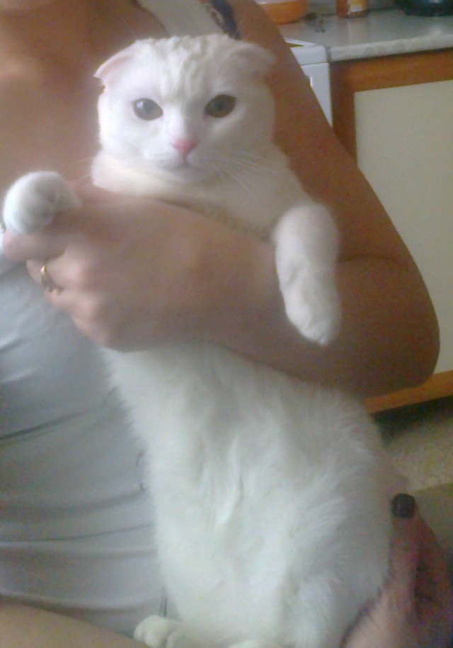 Черноногая кошка: Малютка сеет смерть. Котик-терминатор, что эффективнее тигра
