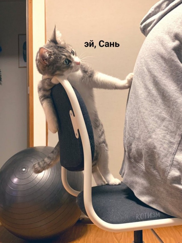 Наглая кошка попыталась выгнать хозяина со стула