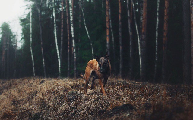 Зверушки