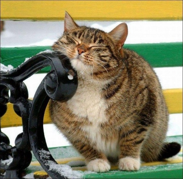 Забавные животные