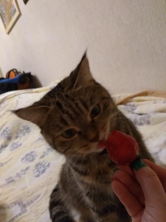 Забавные животные