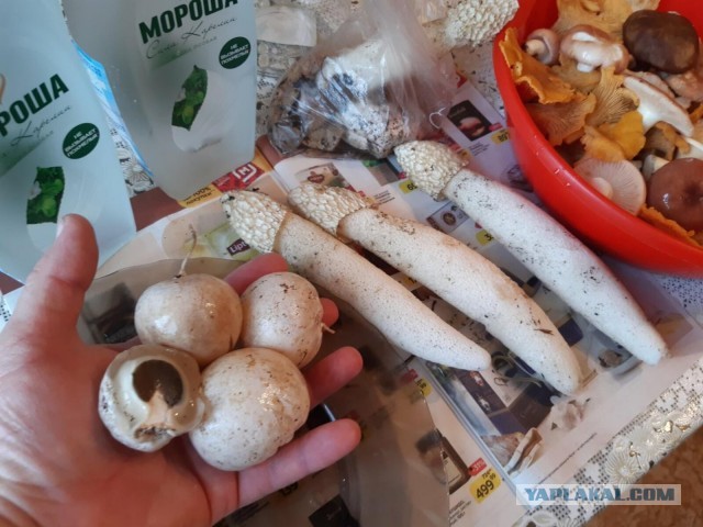 Ура, товарищи, началось грибное время!