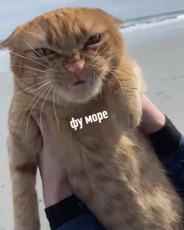 Котики