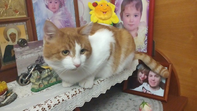 Котовторник 17.11.20