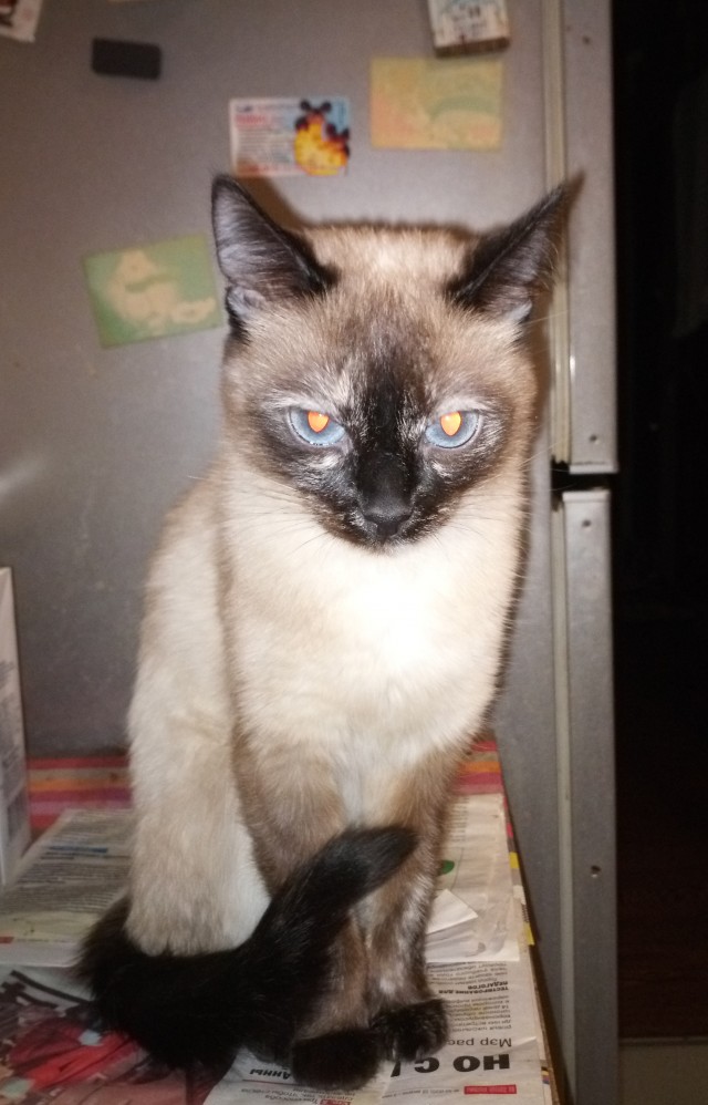 Котовторник. Пополнение семейства
